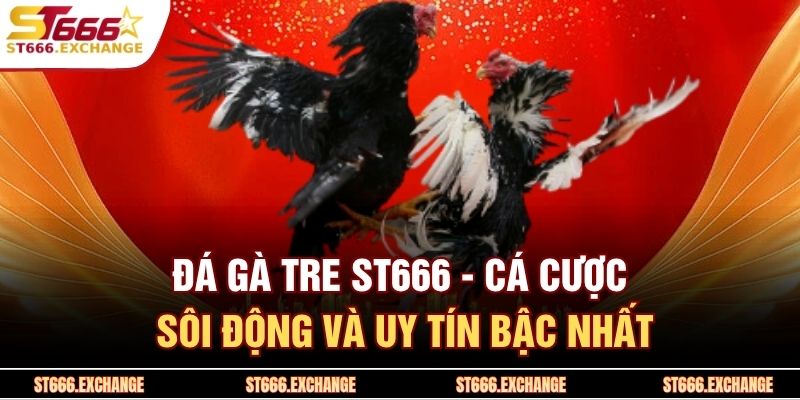 Đá Gà Tre St666